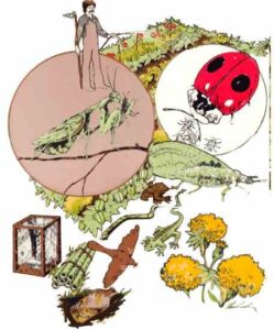 Natural Control of Garden Pests Image